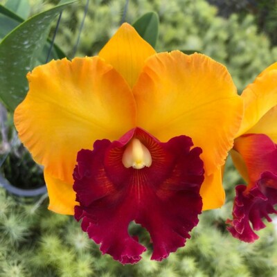 Yellow Red Cattleya Flower seeds for Planting - Long Bloom Season, Heirloom & GMO Free Seeds for Home Garden