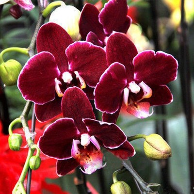 Maroon Butterfly Orchids Flower seeds for Planting - Perfect for Borders, Heirloom & GMO Free Seeds for Home Garden