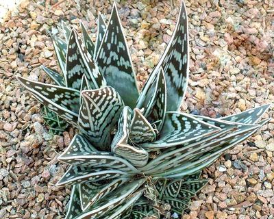 Green Aloe Variegata for Planting - Vibrant Colors, Heirloom & GMO Free Seeds for Home Garden