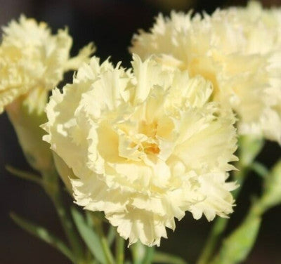 Carnation Flower seeds for Planting - Cottage Garden Essential, Heirloom & GMO Free Seeds for Home Garden