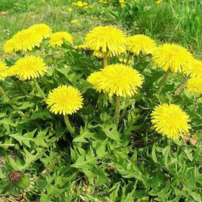 Yellow Dandelion Flower seeds for Planting - Perfect for Borders, Heirloom & GMO Free Seeds for Home Garden
