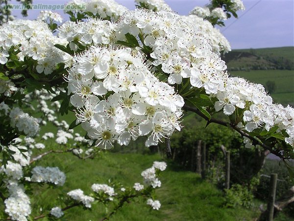 White English Hawthorn Seeds for Planting