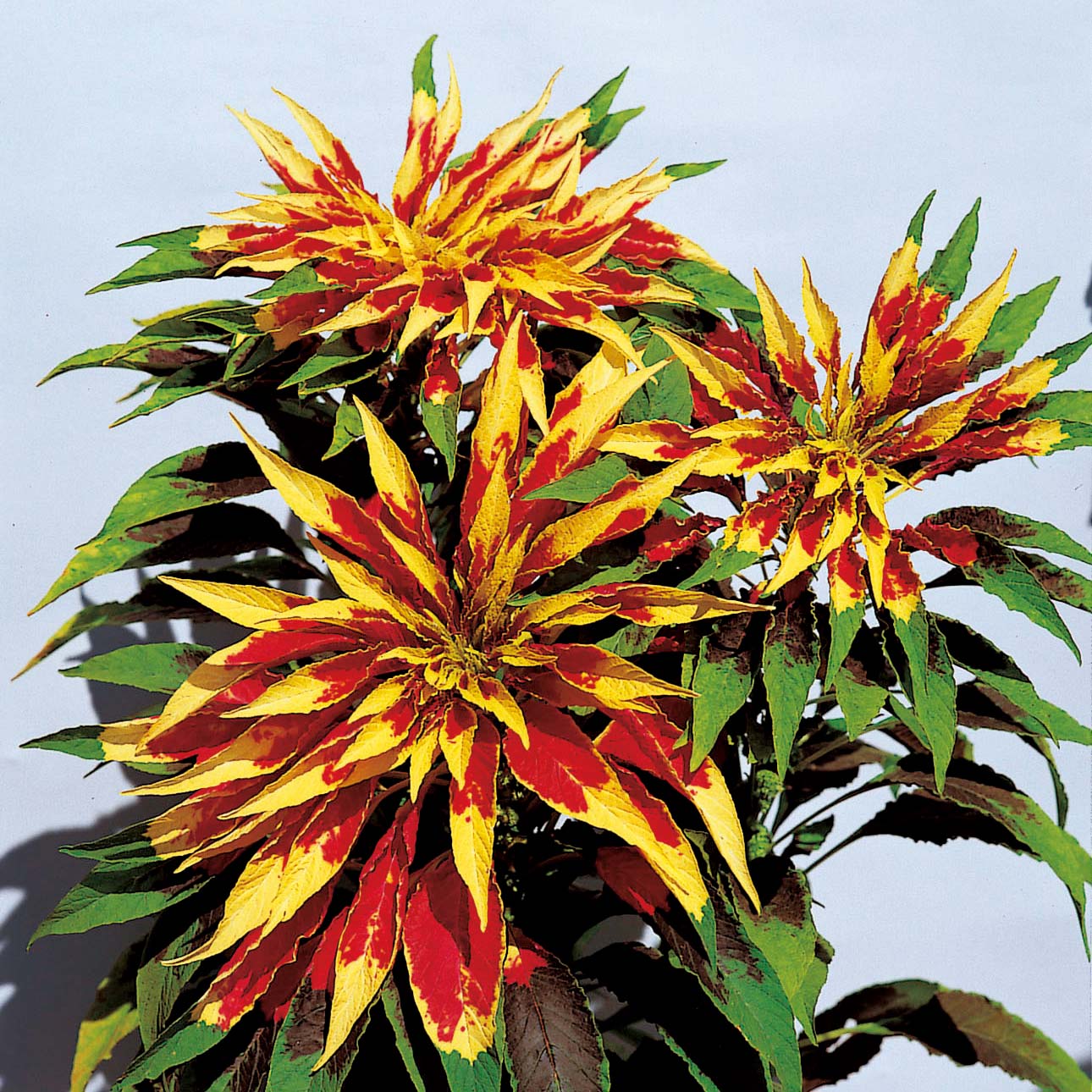 Red Yellow Poinsettia Flower seeds for Planting - Premium Quality, Heirloom & GMO Free Seeds for Home Garden