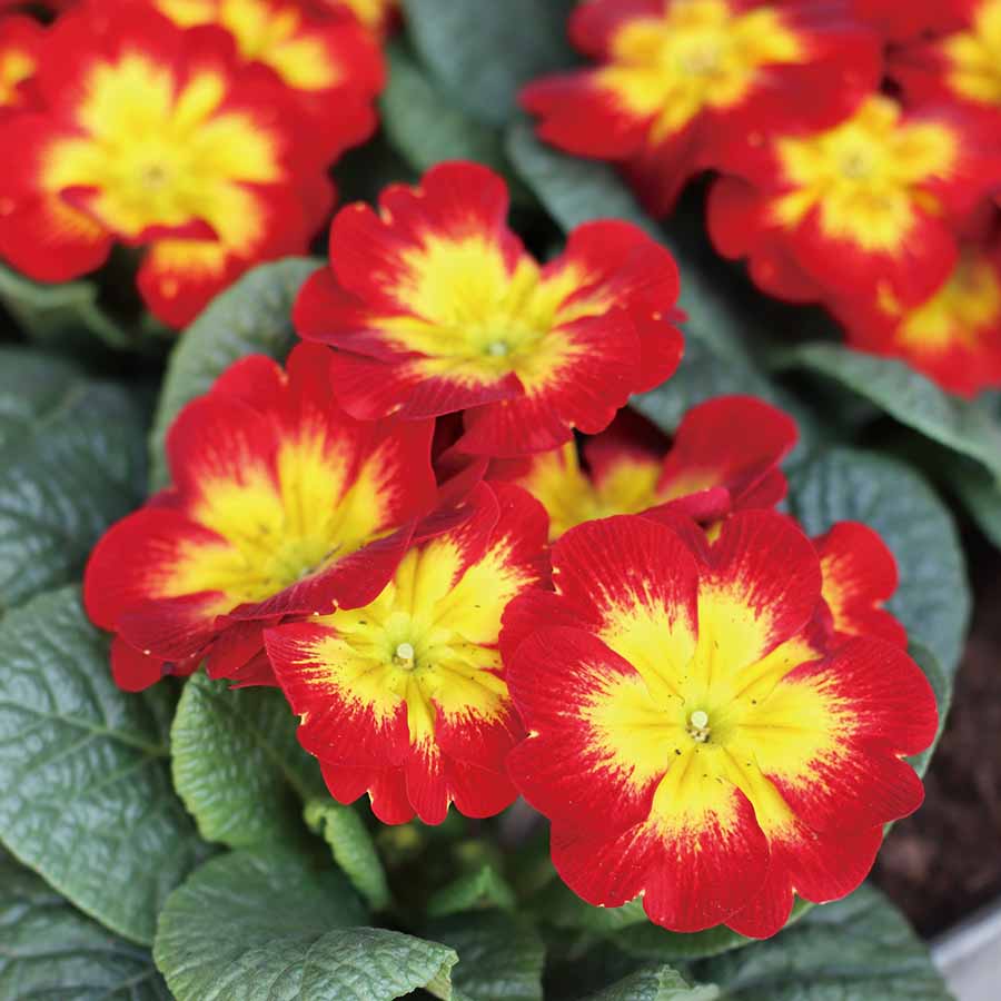 Yellow Red Danova Copper Flower seeds for Planting - Premium Quality, Heirloom & GMO Free Seeds for Home Garden