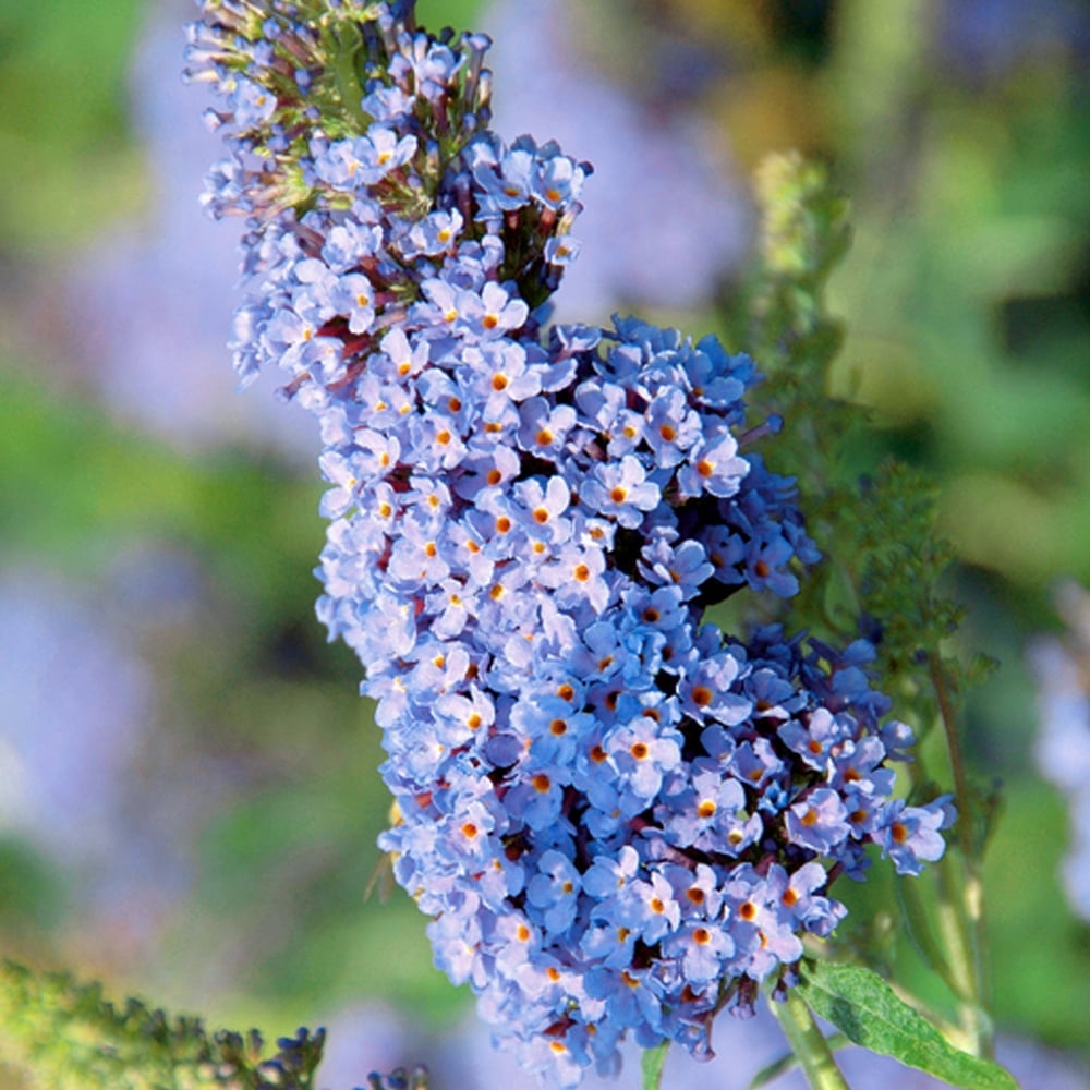 Blue Buddleia Flower Seeds for Planting Seasonal Bloomer Heirloom & GMO Free Seeds for Home Garden
 
 Sale