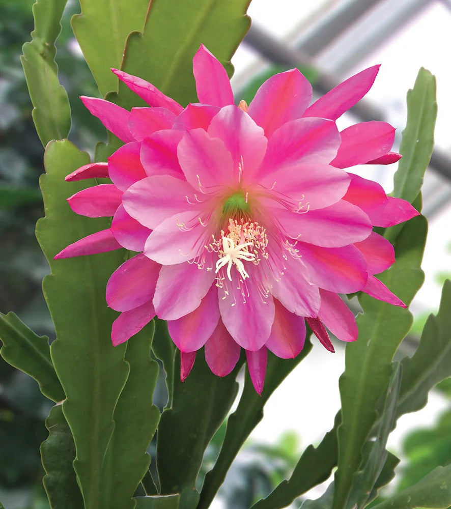 Pink Epiphyllum Flower seeds for Planting - Drought Tolerant, Heirloom & GMO Free Seeds for Home Garden Sale