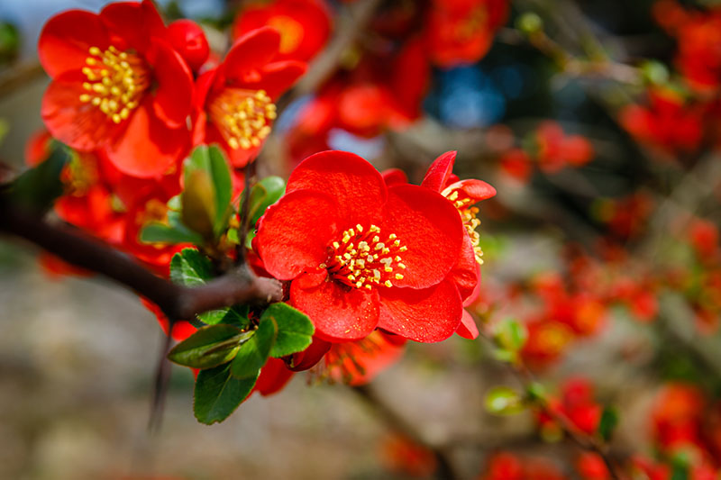 Chaenomeles Flower seeds for Planting - Cottage Garden Essential, Heirloom & GMO Free Seeds for Home Garden