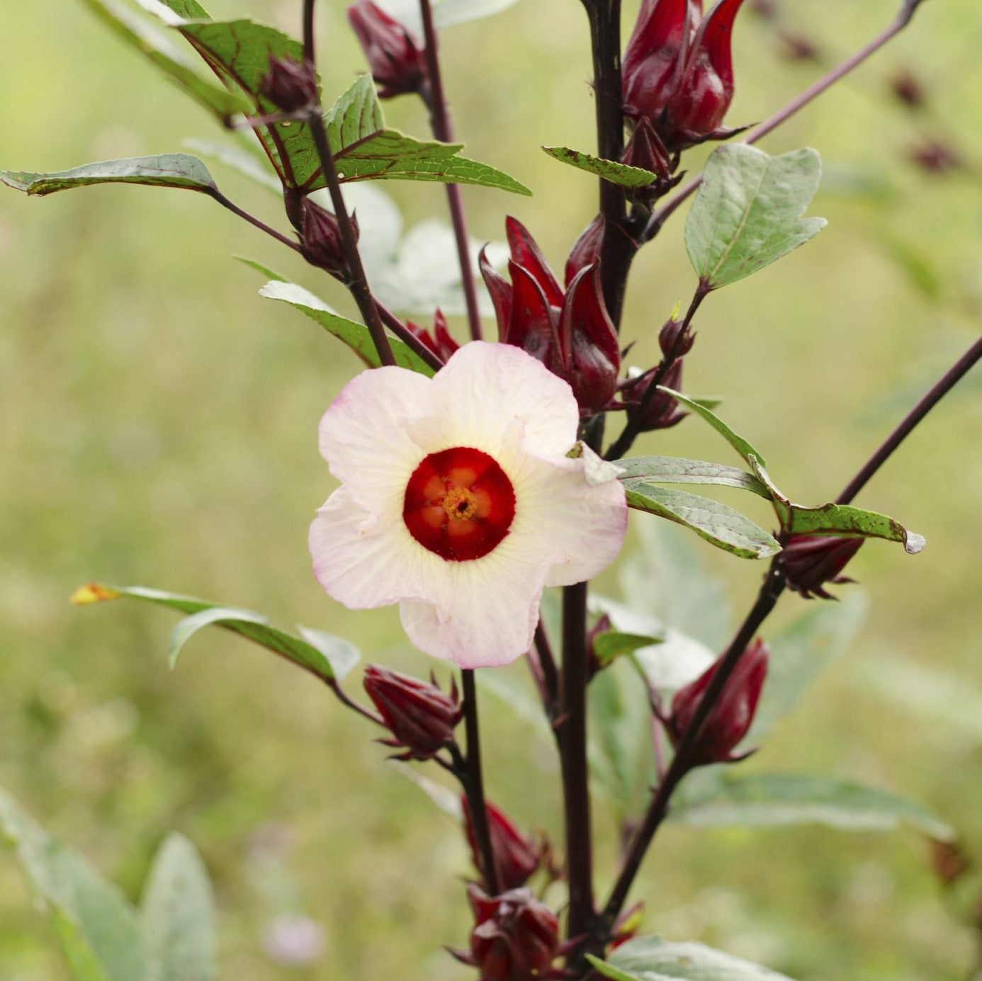 Sabdariffa Plant Seeds for Gardening and Planting