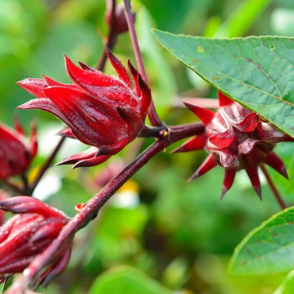 How to Plant Sabdariffa Seeds for Gardening