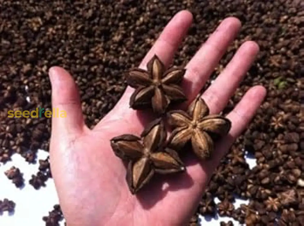 Sacha Inchi Seeds For Planting  Grow Nutritious Plukenetia Volubilis At Home Plant Seeds
