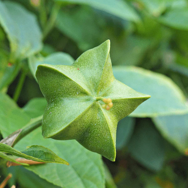 Sacha Inchi Seeds for Planting  Grow Nutritious Plukenetia Volubilis at Home