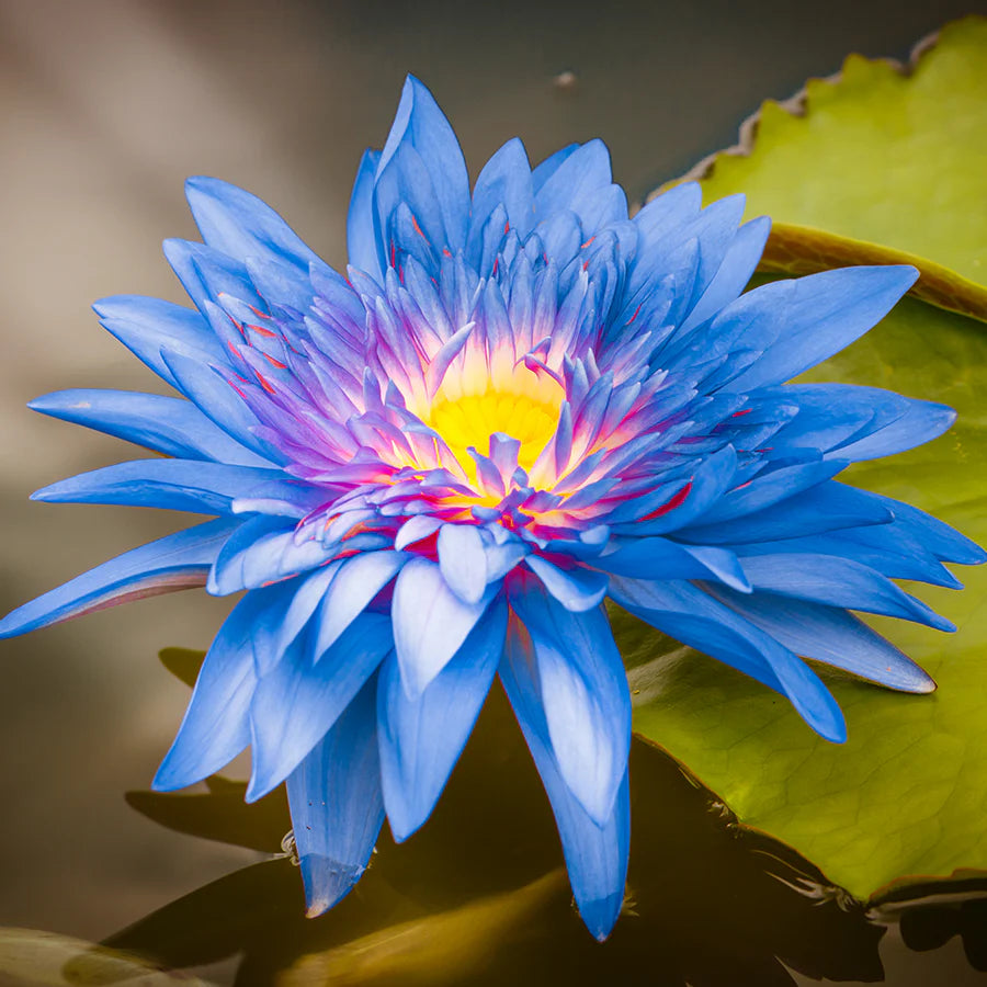 Light Blue Epiphyllum Flower seeds for Planting - Sun Loving, Heirloom & GMO Free Seeds for Home Garden