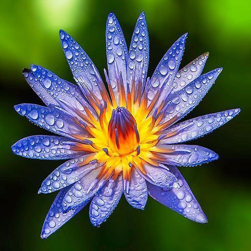 Bonsai Lotus (Nelumbo nucifera) Seeds – Organic Mini Water Garden Plant