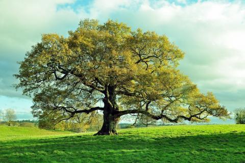 Majestic Growth: Rare Oak Tree Seeds For Planting Plant Seeds