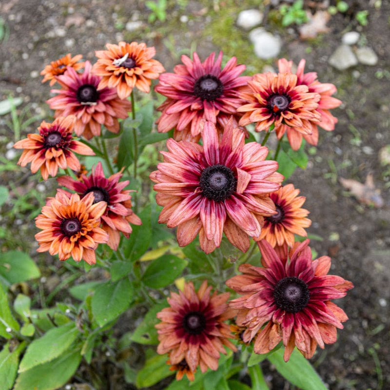 Rudbeckia Sahar Flower seeds for Planting - Hardy Variety, Heirloom & GMO Free Seeds for Home Garden