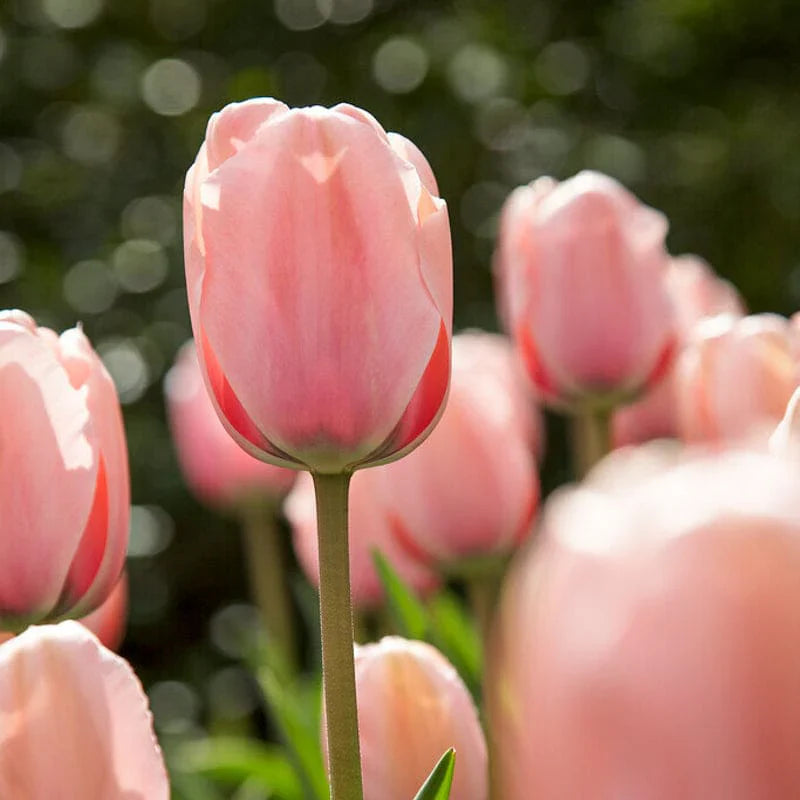 Heirloom Tulip Flower seeds for Planting Garden Favorite Heirloom & GMO Free Seeds for Home Garden