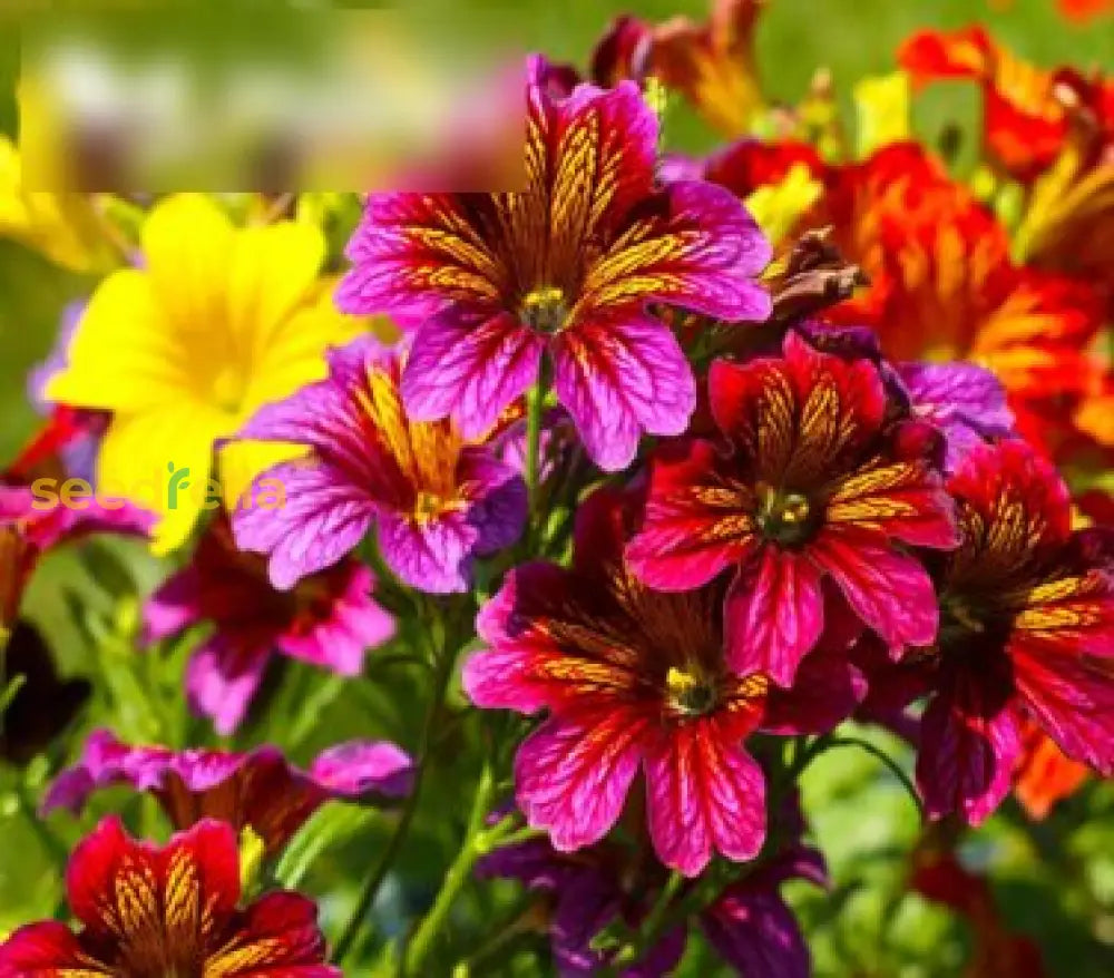 Salpiglossis Flower Planting Seeds Mixed