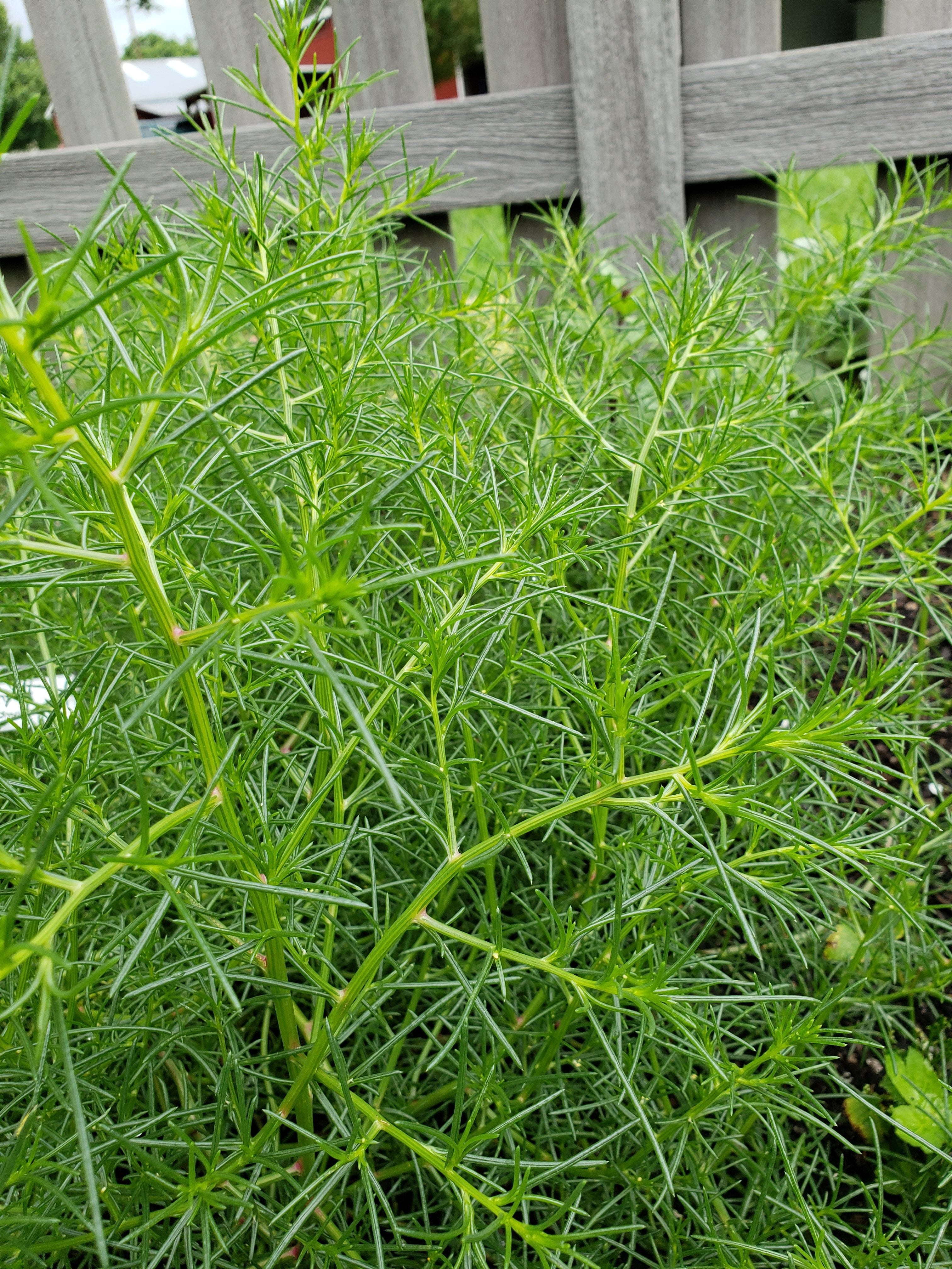 Saltwort Herb Seeds for Easy Planting
