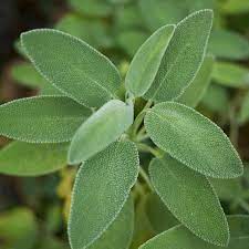 Salvia officinalis Broadleaf Sage grown in containers