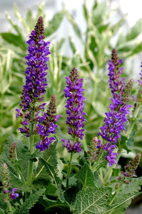 Violet Salvia Meadow Sage Flower seeds for Planting - Cottage Garden Essential, Heirloom & GMO Free Seeds for Home Garde