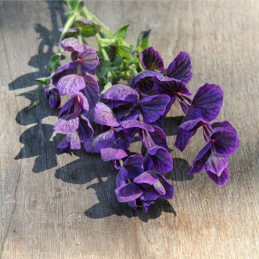 Salvia viridis Horminum Herb growing in full sun