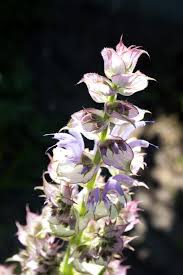 Salvia viridis Horminum herb growing in full sun