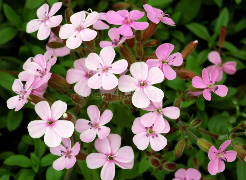 Pink Saponaria Ocymoides Flower seeds for Planting - Cottage Garden Essential, Heirloom & GMO Free Seeds for Home Garden