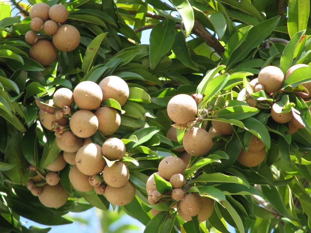 Sapota seeds for planting Manilkara zapota