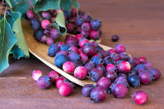 Saskatoon Serviceberry Seeds – Amelanchier alnifolia Non-GMO Edible Berry Shrub