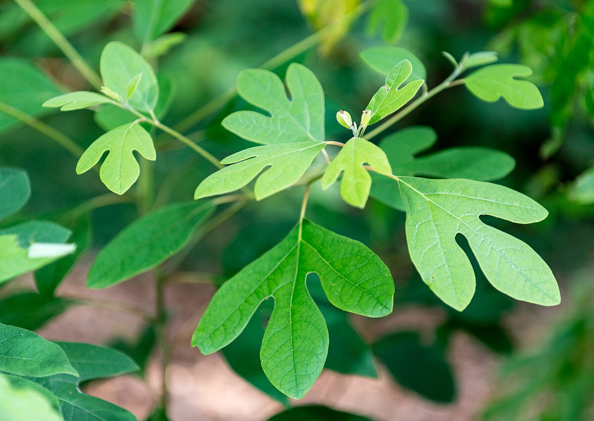 Sassafras albidum tree seeds for planting