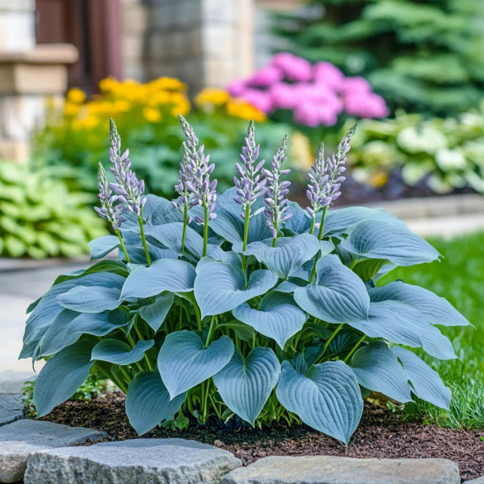 Blue Hosta plant with lush green foliage and purple flowers, showcasing perennial shade plant from Evergrowseeds Hosta seed variety.