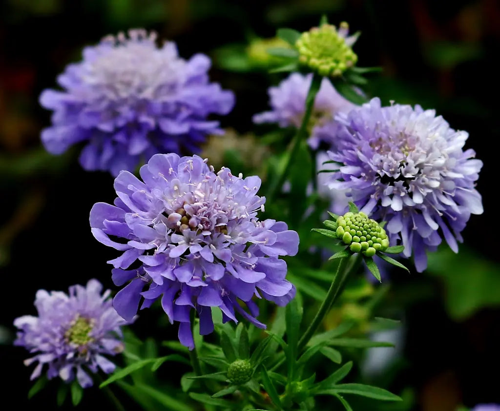 Scabiosa Flower seeds for Planting - Colorful Display, Heirloom & GMO Free Seeds for Home Garden