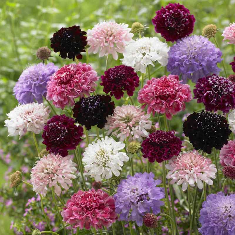 Yellow Scabious Flower seeds for Planting - Easy to Grow, Heirloom & GMO Free Seeds for Home Garden