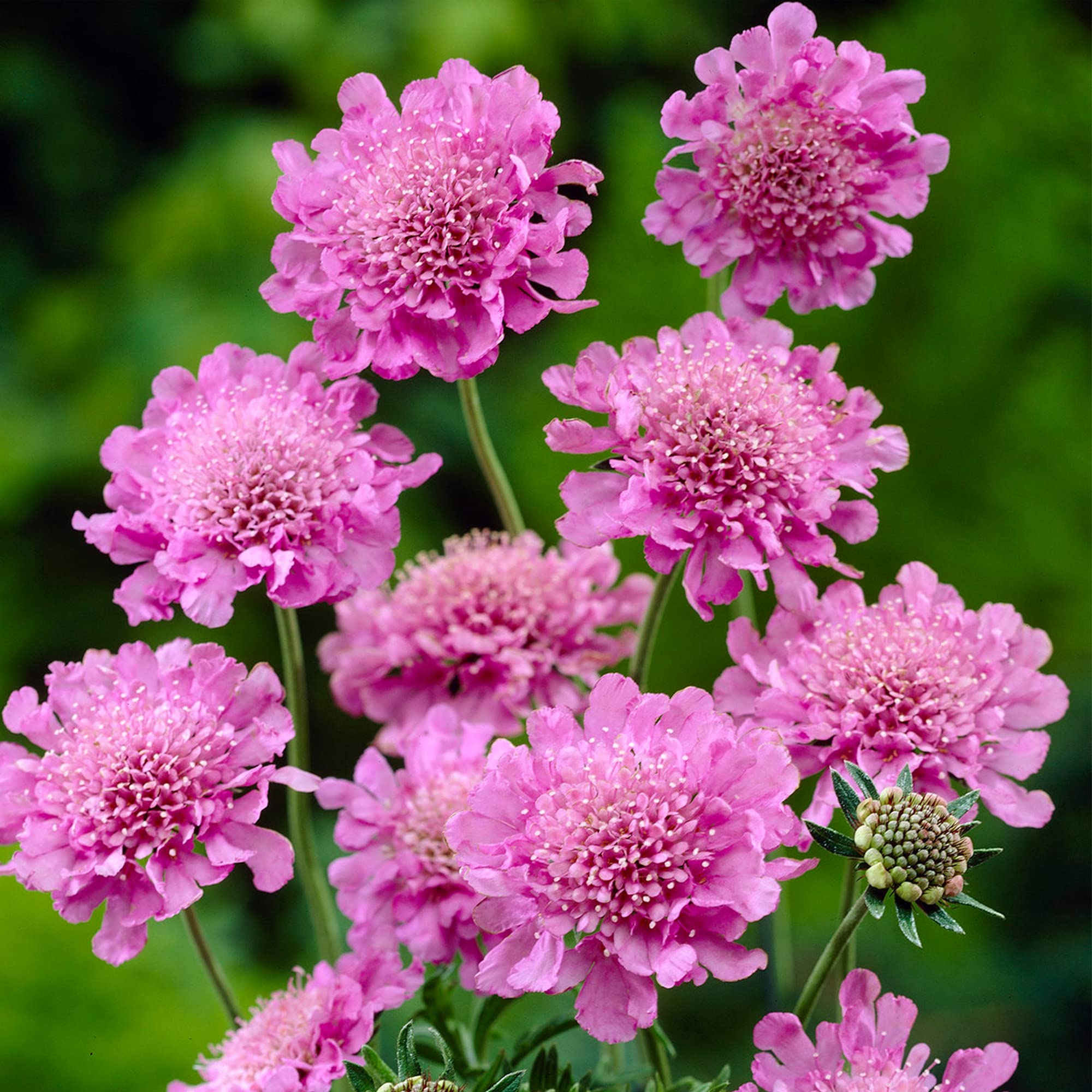 Scabiosa Flower Seeds – Pincushion Blooms in Pink, White & Lavender Shades