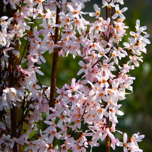 Pink Trifoliate Forsythia Flower seeds for Planting - Colorful Display, Heirloom & GMO Free Seeds for Home Garden
