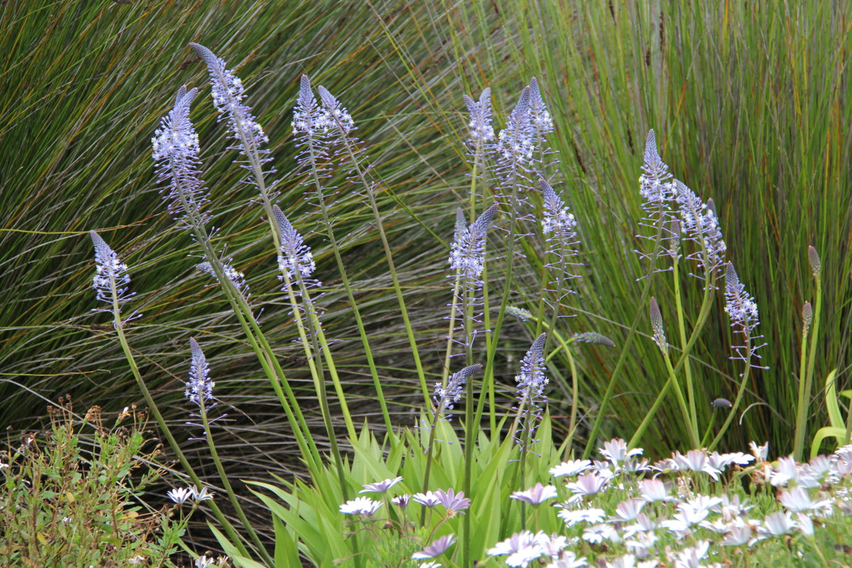 Merwilla Flower Seeds for Planting - Beautiful Blooms for Your Garden