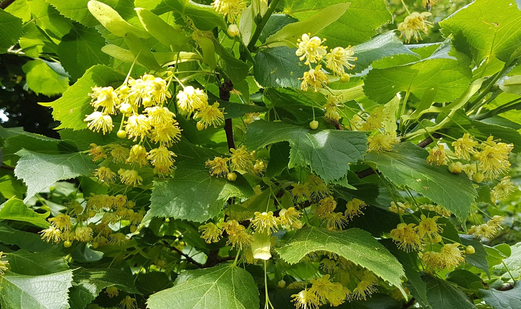 Plant American Basswood Seeds  Ideal for Gardening
