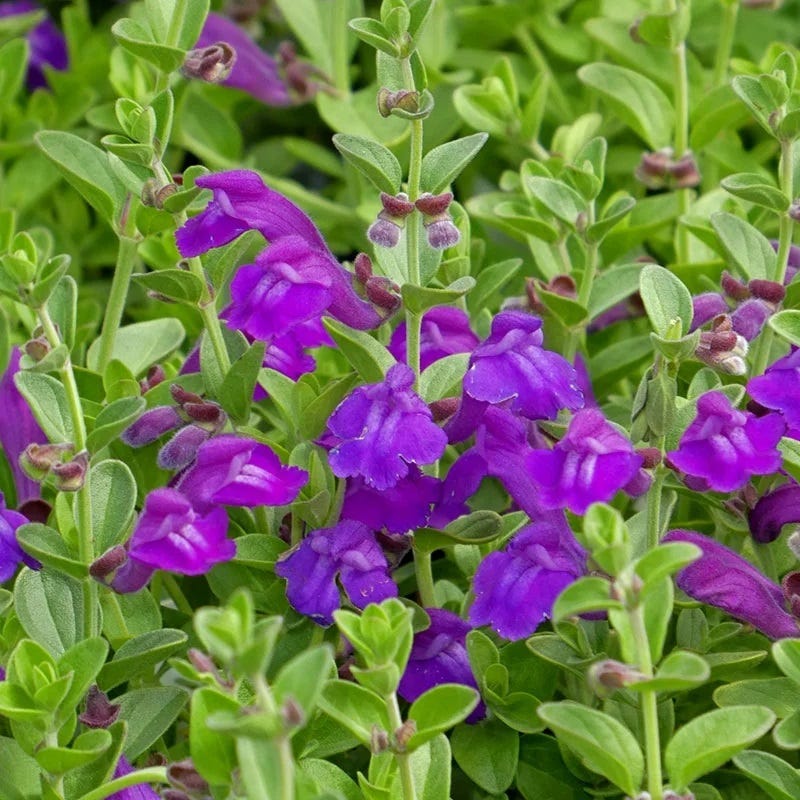 Purple Scutellaria Flower seeds for Planting - Cottage Garden Essential, Heirloom & GMO Free Seeds for Home Garden