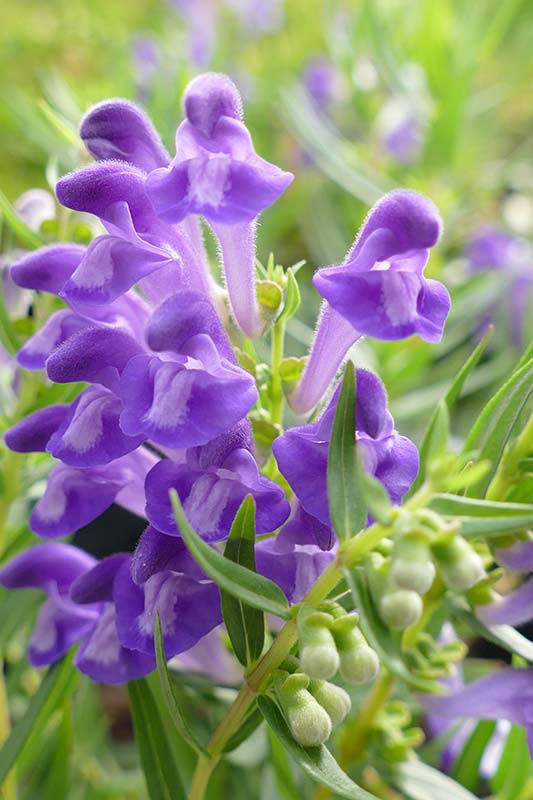 Purple Scutellaria Flower seeds for Planting - Cottage Garden Essential, Heirloom & GMO Free Seeds for Home Garden