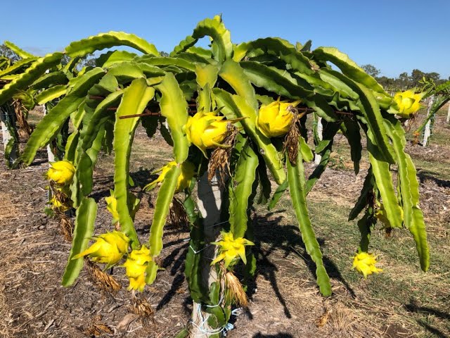Yellow Dragon Fruit Planting Seeds  Grow Exotic Pitaya at Home