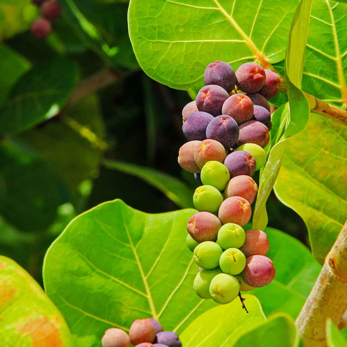 Seagrape Fruit Cocoloba uvifera Seeds for Planting in Coastal Garden & Landscape - Evergrowseeds