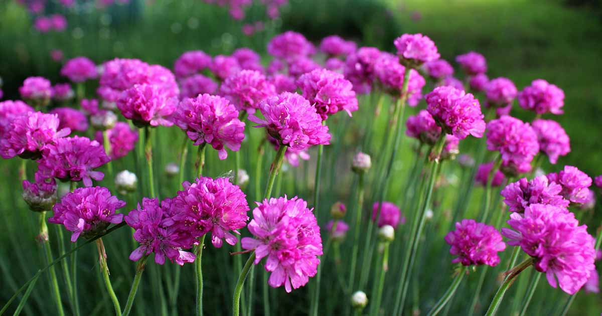 Sea Thrift Seedlings Growing in Sandy Soil
