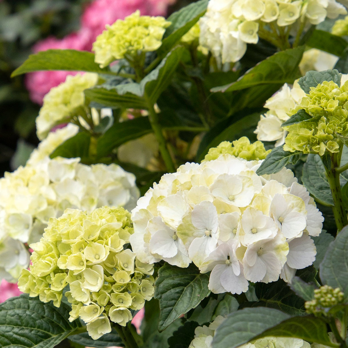 Seaside Serenade Bar Harbor Hydrangea Flower seeds for Planting - Fragrant Blossoms, Heirloom & GMO Free Seeds for Home Garden