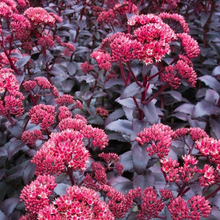 Pink Telephium Flower seeds for Planting - Garden Favorite, Heirloom & GMO Free Seeds for Home Garden