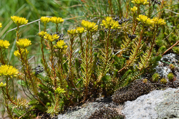 Green Sedum Montanum Flower seeds for Planting - Cottage Garden Essential, Heirloom & GMO Free Seeds for Home Garden