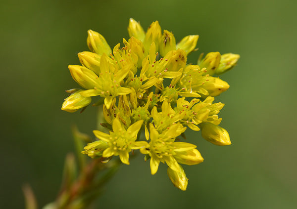 Green Sedum Montanum Flower seeds for Planting - Cottage Garden Essential, Heirloom & GMO Free Seeds for Home Garden