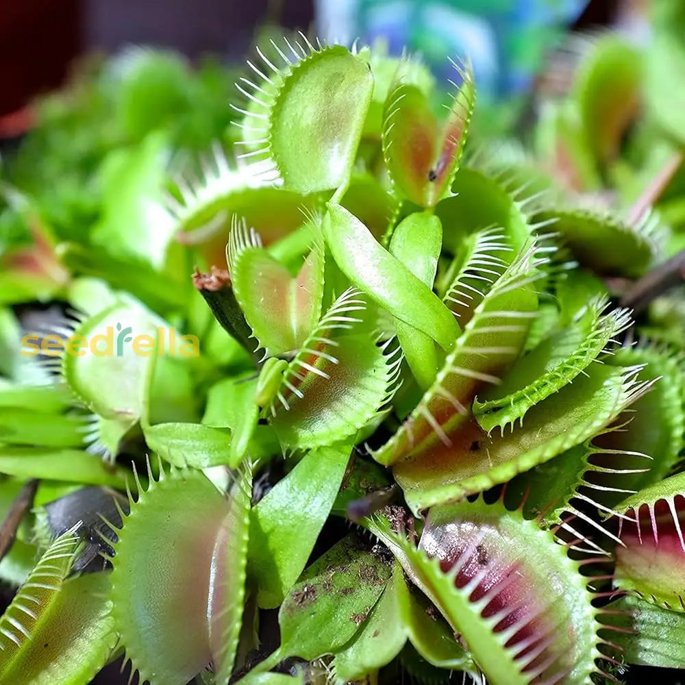 Seeds For Planting: Catching Plant Seeds