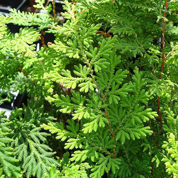 Selaginella Seeds for Easy Planting