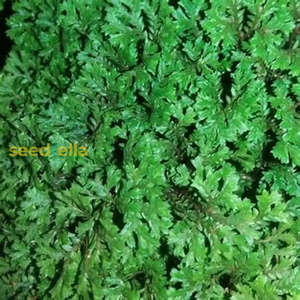 Selaginella Seeds For Easy Planting Plant Seeds