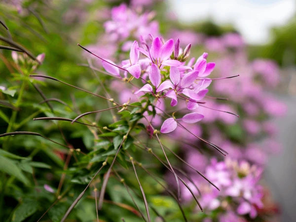 Pink Spiny Spider Flower seeds for Planting - Drought Tolerant, Heirloom & GMO Free Seeds for Home Garden